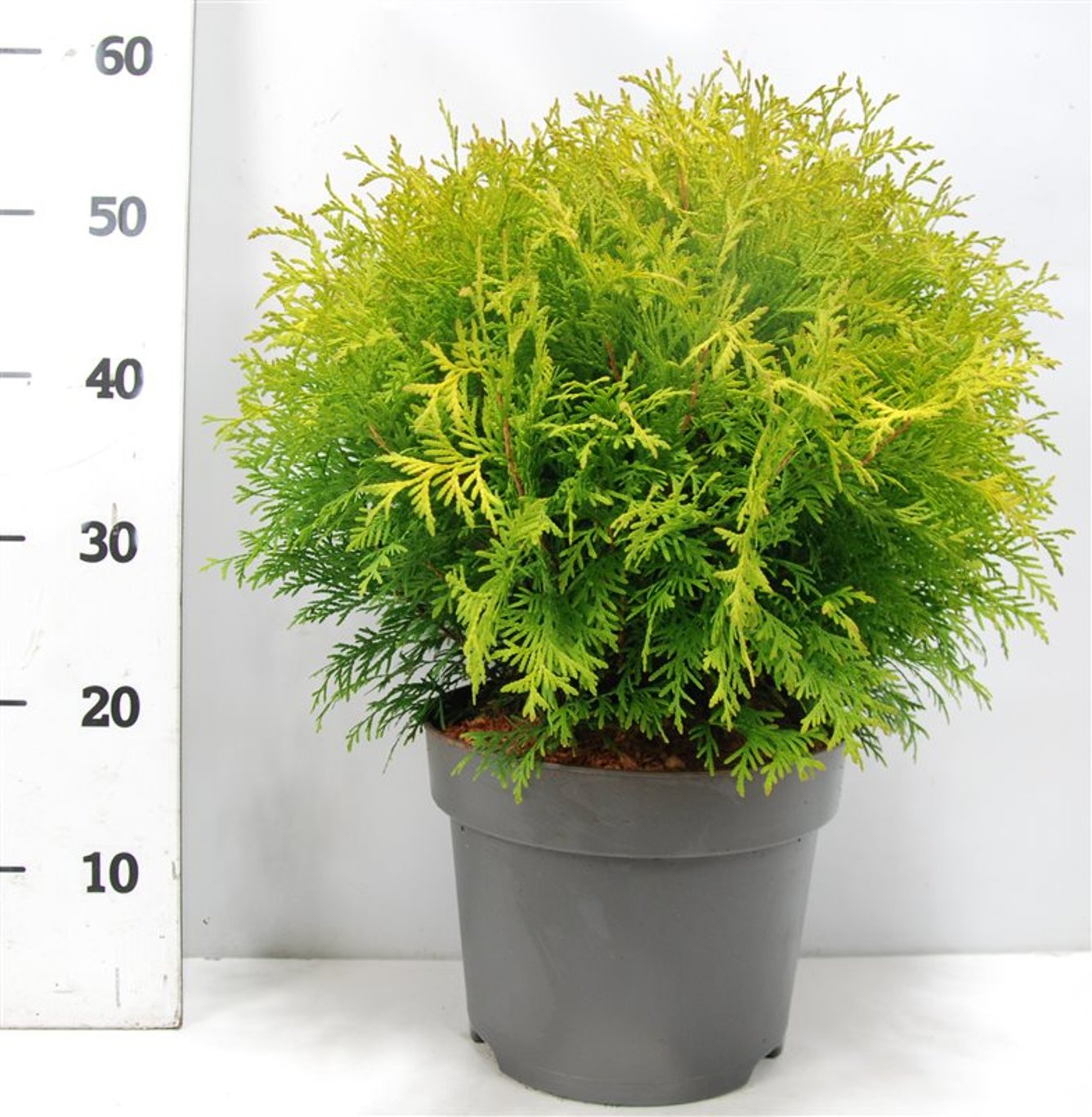 Thuja occ. 'Golden Globe' - C7.5 40-50 CM